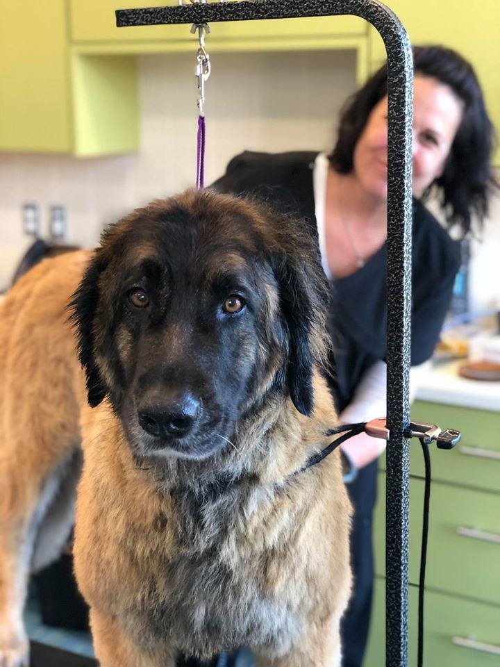 groomer groomer