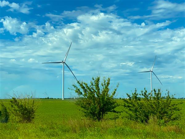field with windmills